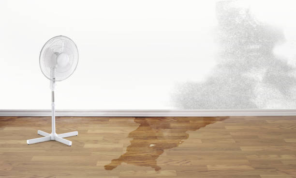 Best Water damage restoration mold remediation  in Townsend, MT